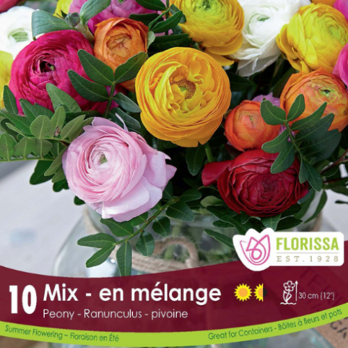 Bulbes de Ranunculus 'Peony Mixed'