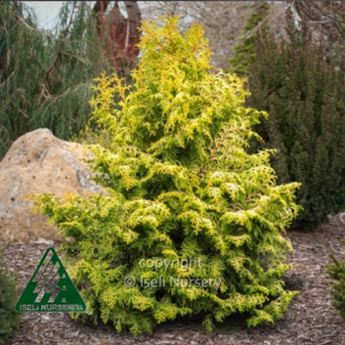Chamaecyparis obtusa 'Melody' - 3g