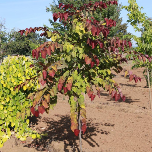 Cercis canadnesis 'Flame Thrower' - 125cm