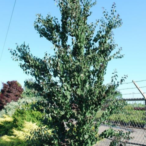 Cercidiphyllum japonicum 'Red Fox' - 6g