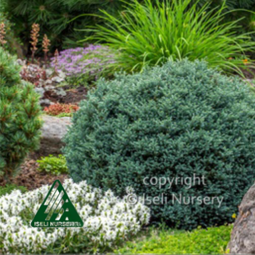 Chamaecyparis pisifera  'Blue Moon' - 3g