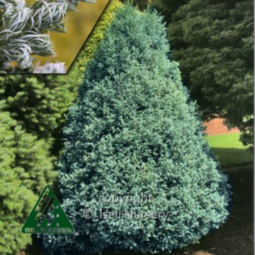Chamaecyparis pisifera 'Curly Top' - 3g