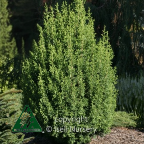 Chamaecyparis thyoides 'Top point' - 3g