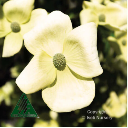 Cornus capitata 'Mountain Moon' - 6g