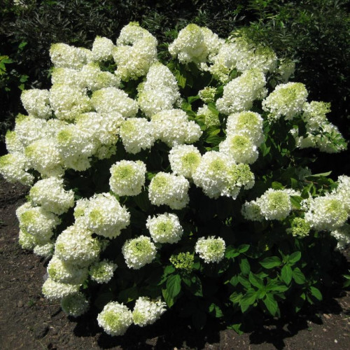 Hydrangea paniculata 'Bombshell' - 2g