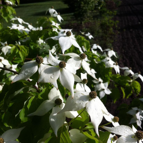 Cornus Kousa chinensis - Forme arbre PB