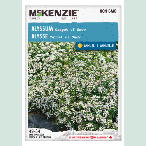 Alyssum 'Carpet of Snow' - Semences