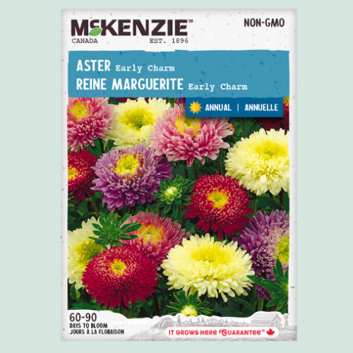 Aster 'Early Charm' - Semences