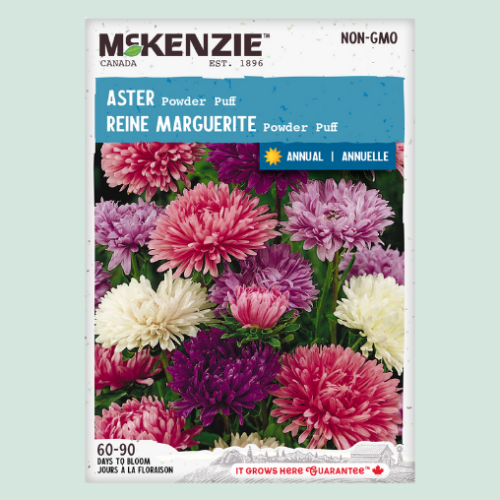 Aster 'Power Puff' - Semences