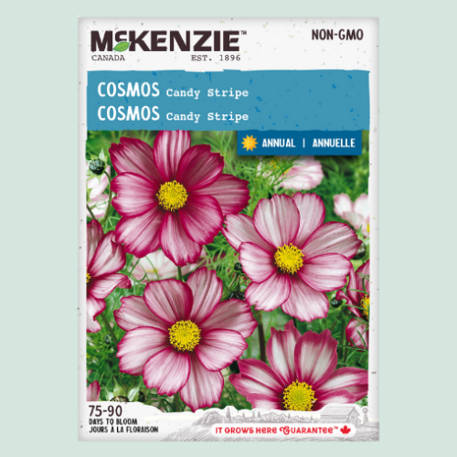 Cosmos 'Candy Stripe' - Semences