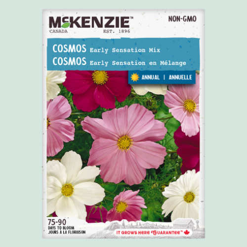 Cosmos 'Early Sensation' - Semences