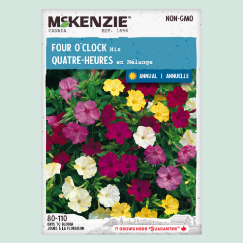 'Quatre-Heures' - Semences