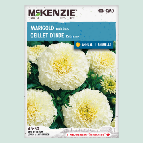 Oeillet d'inde 'Eskimo' - Semences