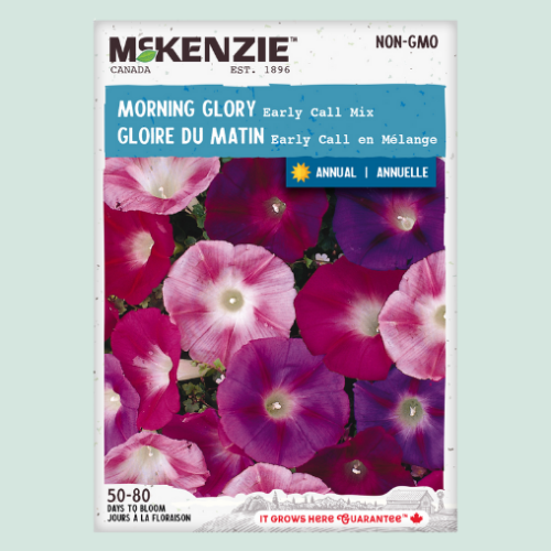 Gloire du matin ' Early Call' - Semences