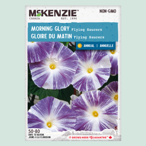 Gloire du matin " Flying Saucers" - Semences