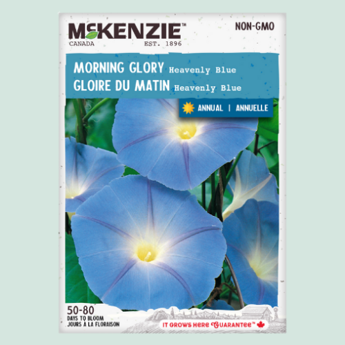Gloire du matin ' Heavenly Blue'' - Semences