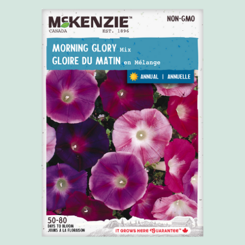 Gloire du matin 'Mix' - Semences