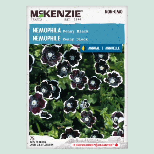 Nemophile 'Penny' - Semences
