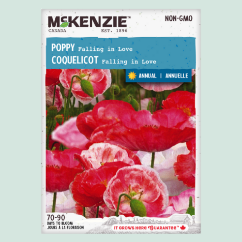 Coquelicot 'Falling in Love' - Semences