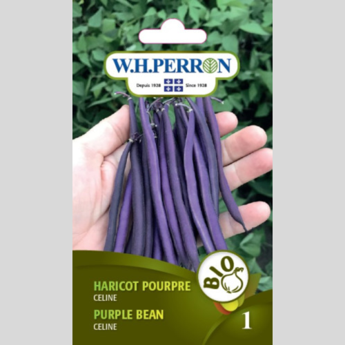 Haricot 'Pourpre Celine' - Semences