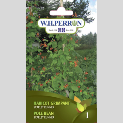Haricot grimpant 'Scarlet Runner' - Semences