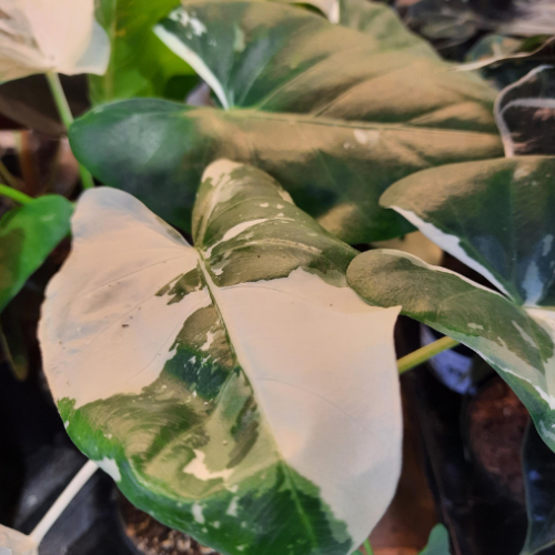 Alocasia 'Appaloosa Gold' - 4"