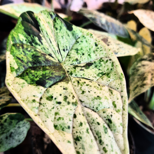 Alocasia Dragon Scale Mint variegata - 4"