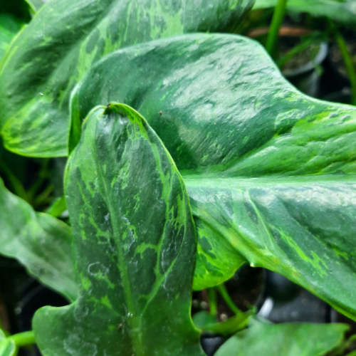 Philodendron 'Green Dragon Variegata' - 4"