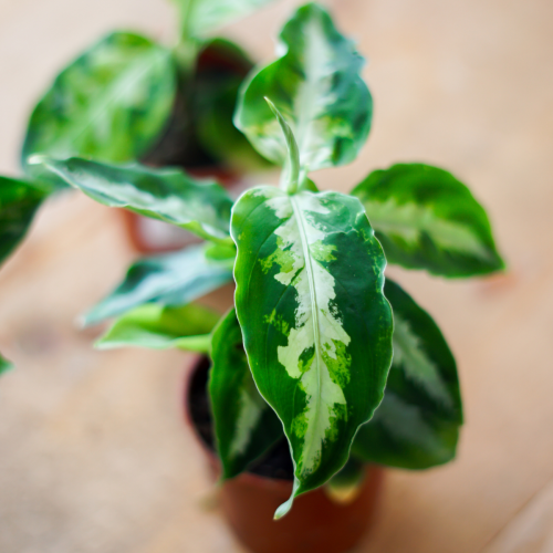 Agalonema Pictum 'Peacock' - 3"