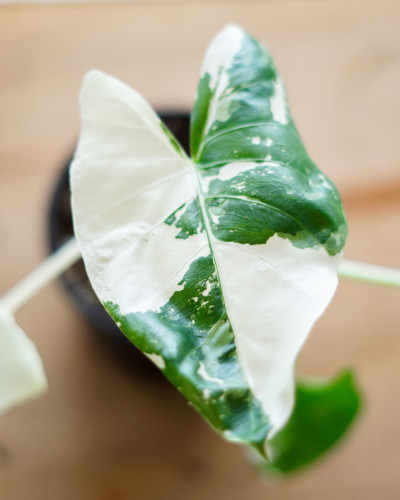 Alocasia 'Appaloosa Gold' - 4"