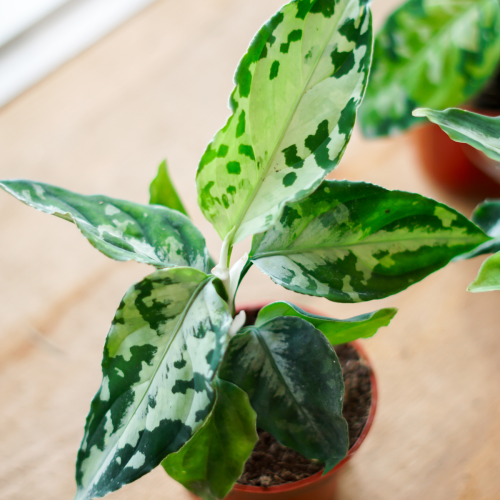 Aglaonema Pictum tricolor 'White Flame' - 3"