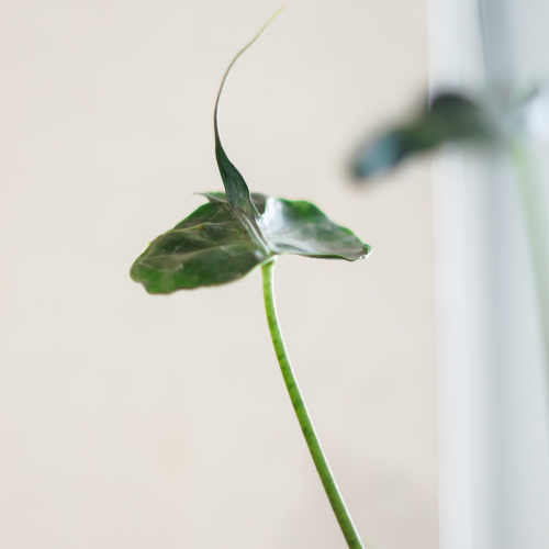 Alocasia 'Teletubbie' - 4"