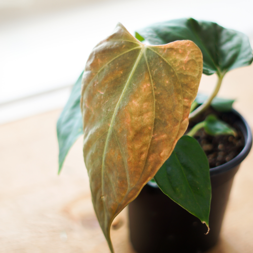 Anthurium 'Portillae' - 4"