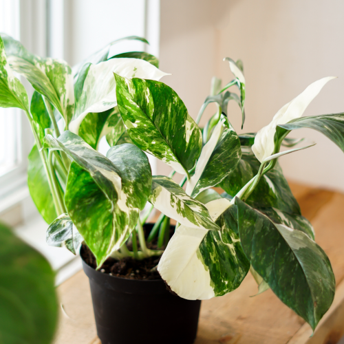 Monstera lecheriana variegata - 6"