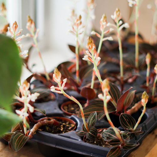 Anoectochilus 'Roxburghii' - 2,5"