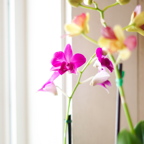 Dendrobium - Orchidée