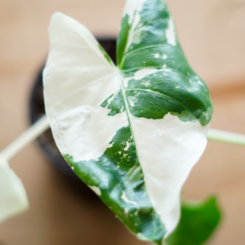 Alocasia 'Appaloosa Gold' - 4"
