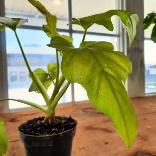 Philodendron warszewiczii 'Neon' 4"