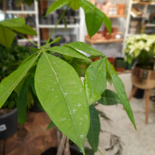 Pachira Aquatica forme tressé - 6"