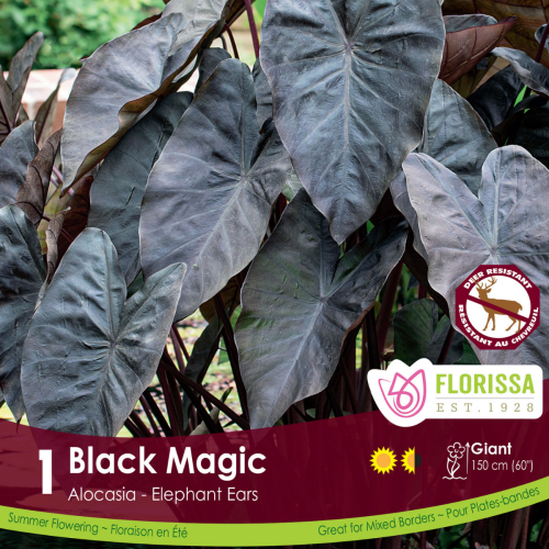 Bulbe Colocasia 'Black Magik'