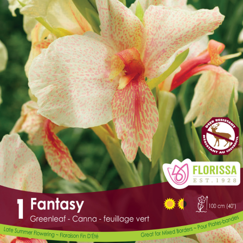 Bulbe de Canna nov. 'Fantasy'