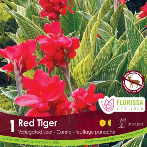 Bulbe de Canna 'Red Tiger'