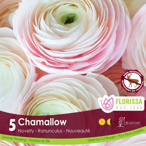 Bulbe Ranunculus 'Chamallow'