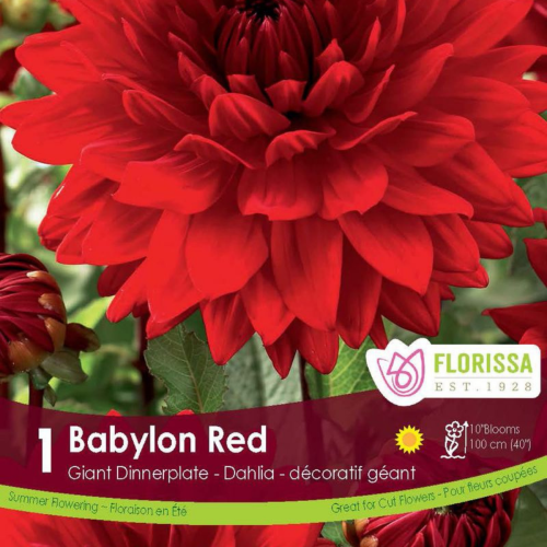 Bulbe de Dahlia 'Babylon Red'