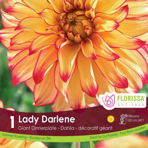 Bulbe Dahlia Dinnerplate 'Lady Darlene'