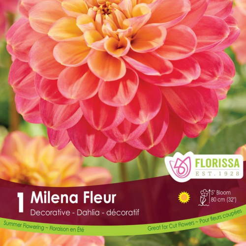 Bulbe de Dahlia 'Milena Fleur'
