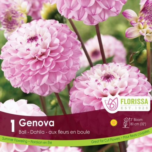 Bulbe de Dahlia 'Ball Genova'