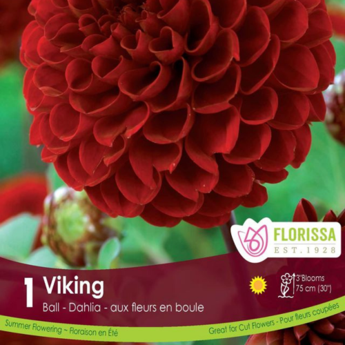 Bulbe de Dahlia 'Pompon Vicking'
