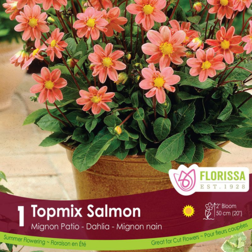 Bulbe de Dahlia 'Topmix Salmon'