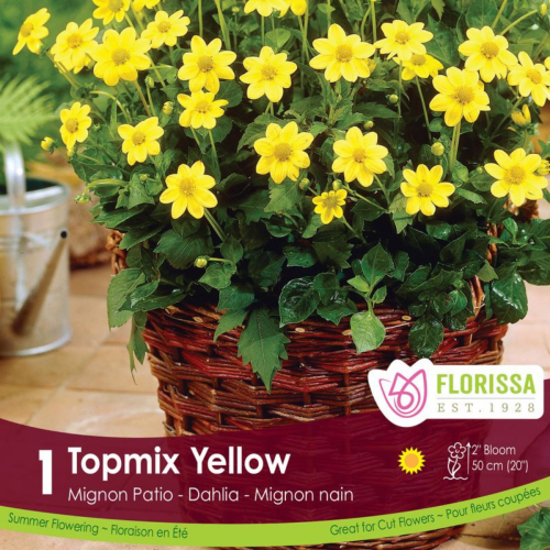 Bulbe de Dahlia 'Topmix Yellow'